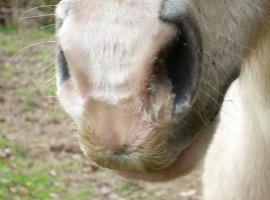 Discharge as a result of sinusitis