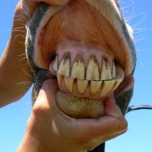 Upper and Lower Incisors